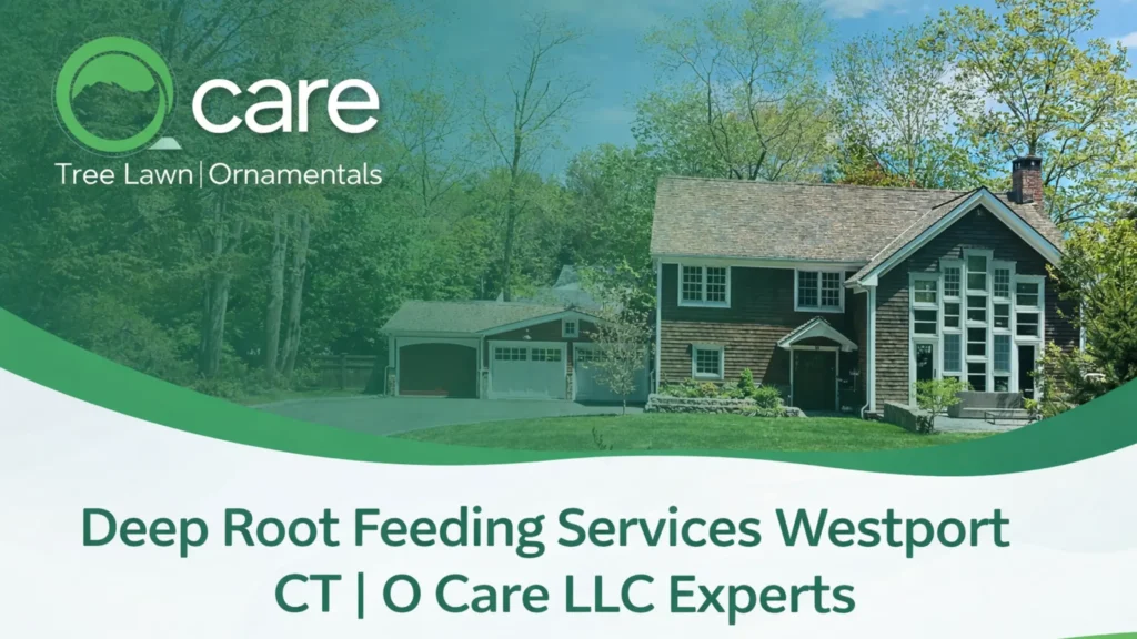 Deep Root Feeding Services Westport CT | O Care LLC Experts