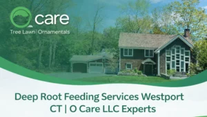 Deep Root Feeding Services Westport CT | O Care LLC Experts