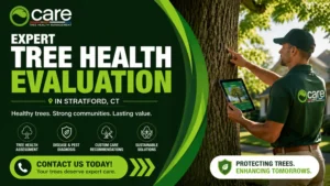 Expert Tree Health Evaluation in Stratford, CT - Contact Us Today